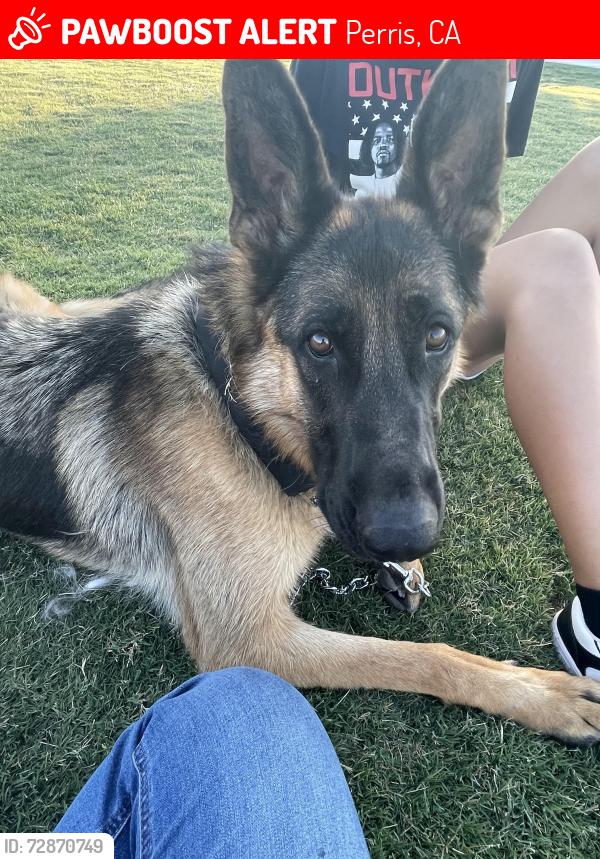 Lost Male Dog last seen Highway 74, Perris, Perris, CA 92572