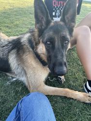 Lost Male Dog last seen Highway 74, Perris, Perris, CA 92572