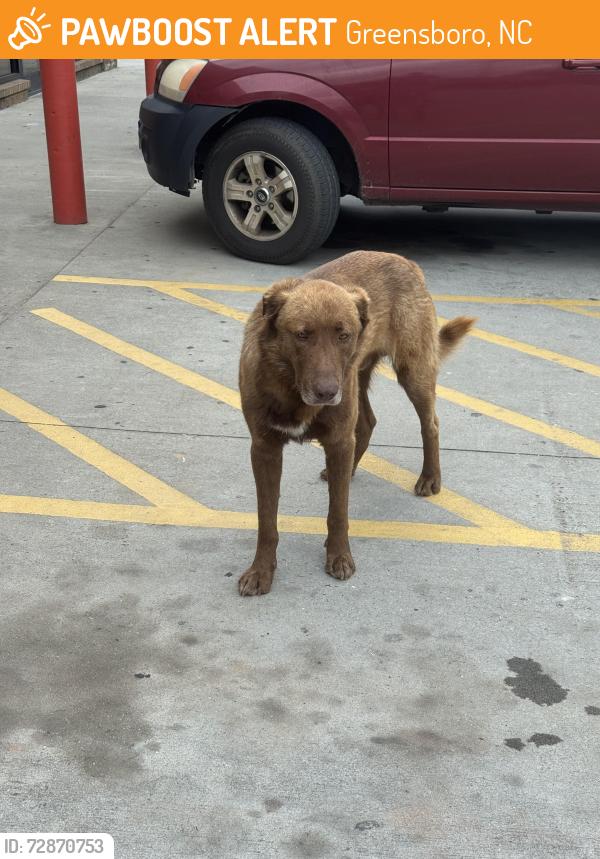 Found/Stray Unknown Dog last seen Quick n easy gas station , Greensboro, NC 27401