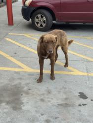 Found/Stray Unknown Dog last seen Quick n easy gas station , Greensboro, NC 27401