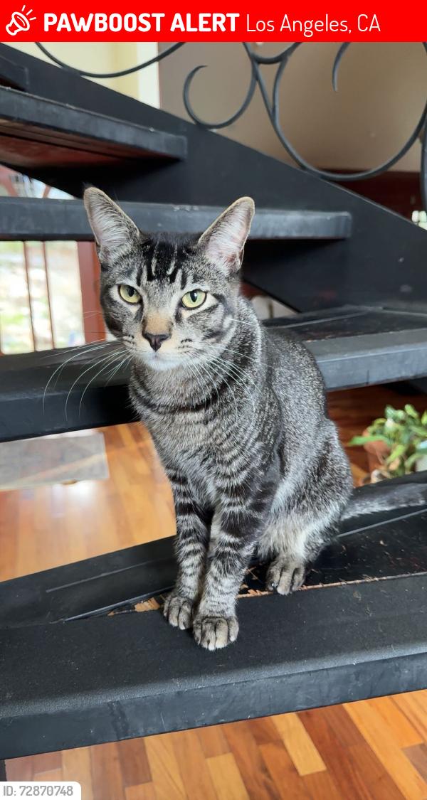 Lost Male Cat last seen Escondido and Saltillo, Los Angeles, CA 91364