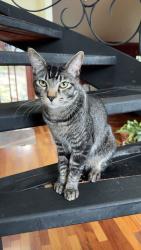Lost Male Cat last seen Escondido and Saltillo, Los Angeles, CA 91364