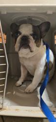 Found/Stray Male Dog last seen Stores Lake Blvd and Fairy Tale Cir, Kissimmee, FL 34744