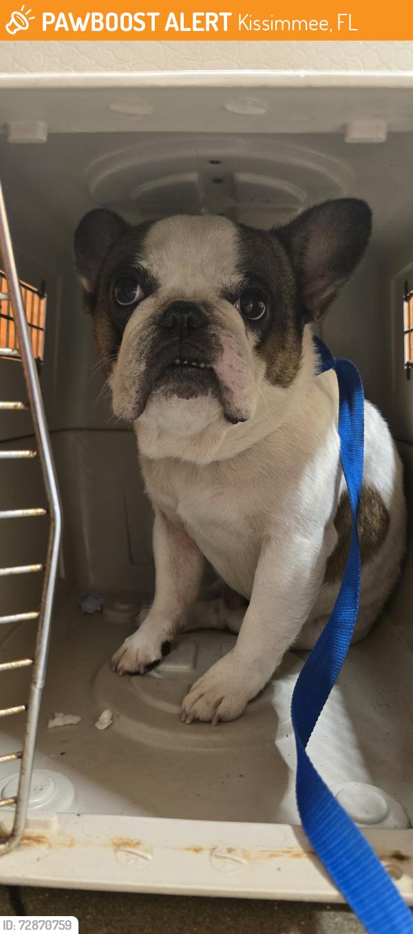 Found/Stray Male Dog last seen Stores Lake Blvd and Fairy Tale Cir, Kissimmee, FL 34744