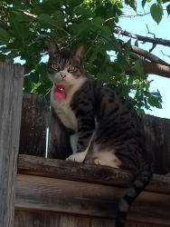 Lost Female Cat last seen Colony Dr. and Ironside Dr., San Antonio, TX 78230