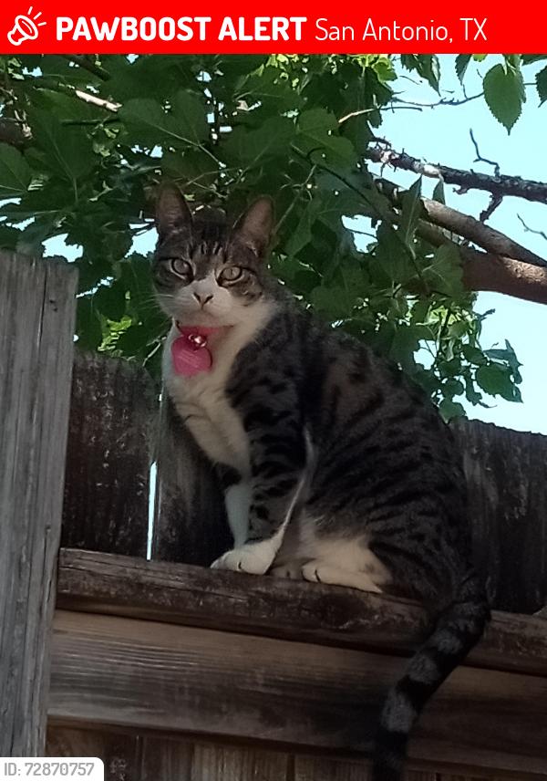 Lost Female Cat last seen Colony Dr. and Ironside Dr., San Antonio, TX 78230