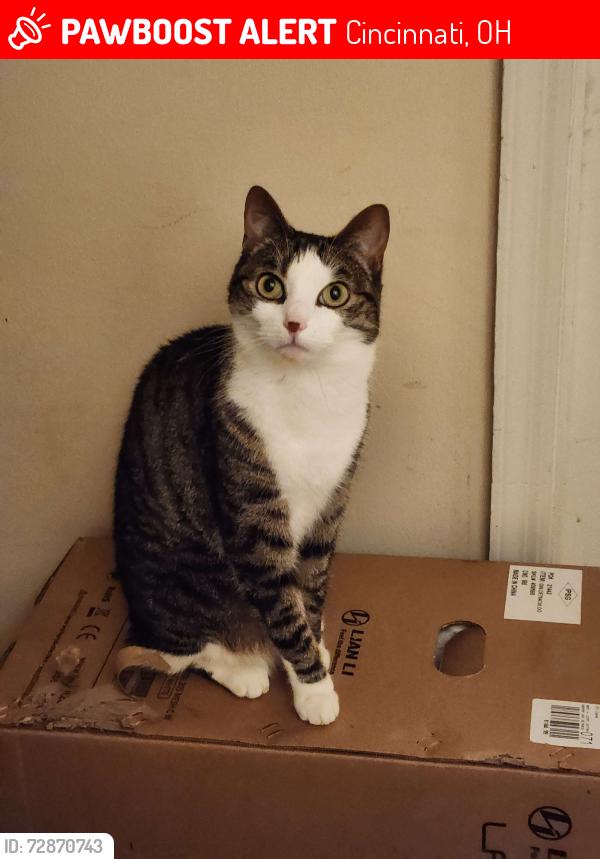 Lost Female Cat last seen Village Drive, Cincinnati, OH 45242