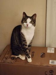Lost Female Cat last seen Village Drive, Cincinnati, OH 45242