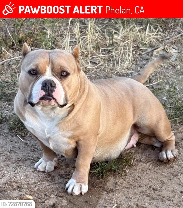 Lost Female Dog last seen Nayack road Wolf drive. Phelan ca 92371, Phelan, CA 92371