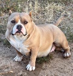 Lost Female Dog last seen Nayack road Wolf drive. Phelan ca 92371, Phelan, CA 92371
