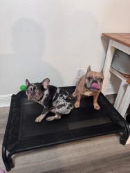 Lost Male Dog last seen Lake wales est, Lake Wales, FL 33853