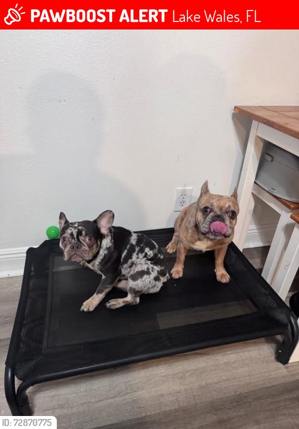 Lost Male Dog last seen Lake wales est, Lake Wales, FL 33853