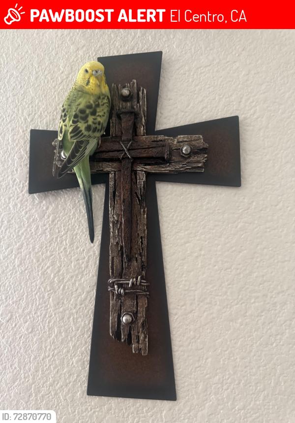 Lost Female Bird last seen Cottonwood Cirle, El Centro, CA 92243