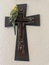 Lost Female Bird last seen Cottonwood Cirle, El Centro, CA 92243