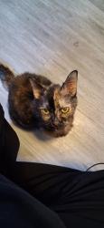 Reunited Female Cat last seen Between Parkway and Irving right behind Burger King, Oshkosh, WI 54901