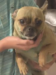 Found/Stray Female Dog last seen Grand Anse Dr and tantera dr, Katy, TX 77493