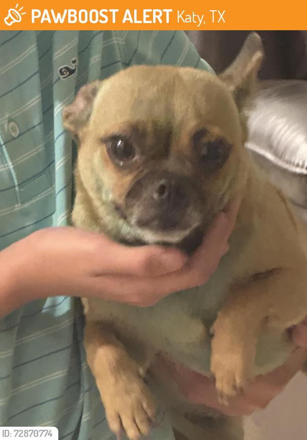 Found/Stray Female Dog last seen Grand Anse Dr and tantera dr, Katy, TX 77493