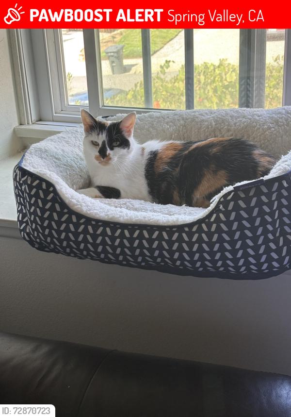 Lost Female Cat last seen Settineri Ln., Spring Valley, CA 91977
