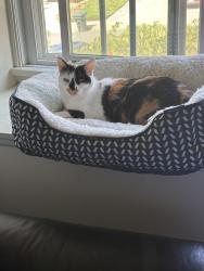 Lost Female Cat last seen Settineri Ln., Spring Valley, CA 91977