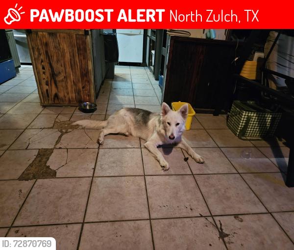 Lost Male Dog last seen Near king road hey 39, North Zulch, TX 77872