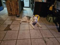 Lost Male Dog last seen Near king road hey 39, North Zulch, TX 77872