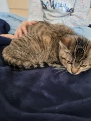 Lost Female Cat last seen Under the Lodge at O' Connor, Mississauga, ON L5M 7N3