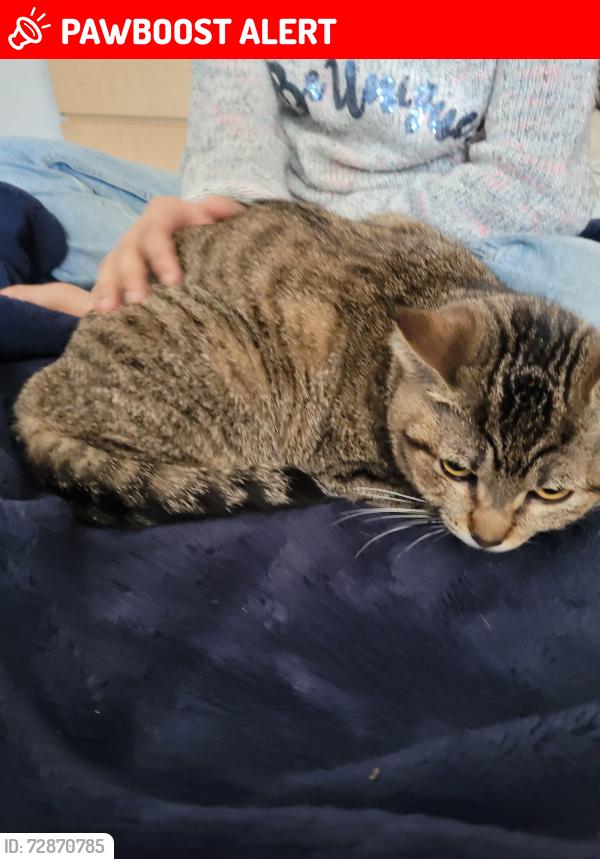 Lost Female Cat last seen Under the Lodge at O' Connor, Mississauga, ON L5M 7N3