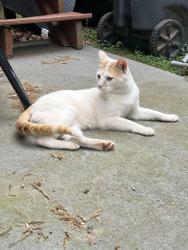 Found/Stray Male Cat last seen McKenzie Drive and 138, Stockbridge, GA 30281