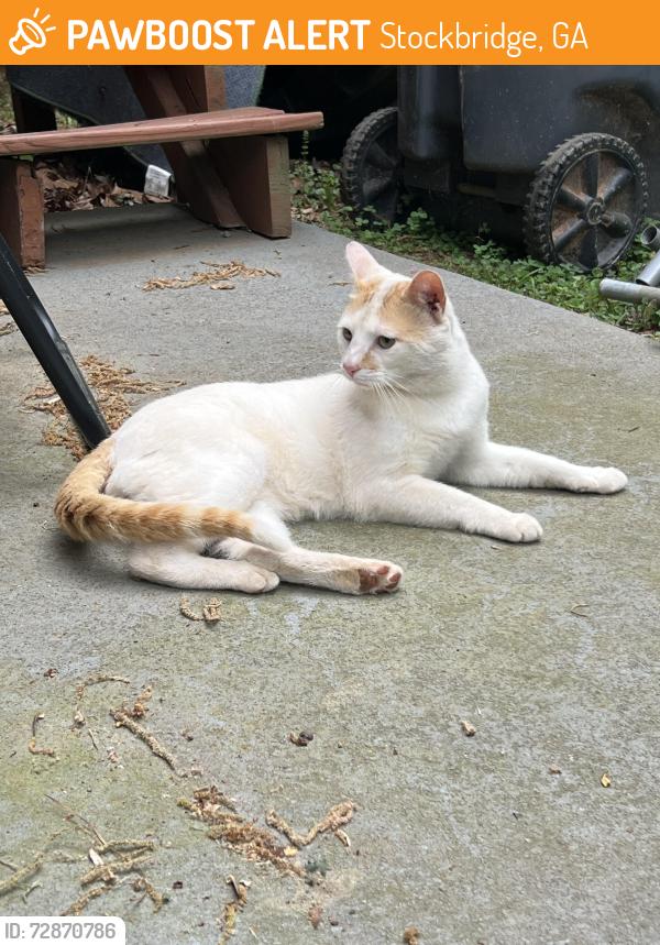 Found/Stray Male Cat last seen McKenzie Drive and 138, Stockbridge, GA 30281
