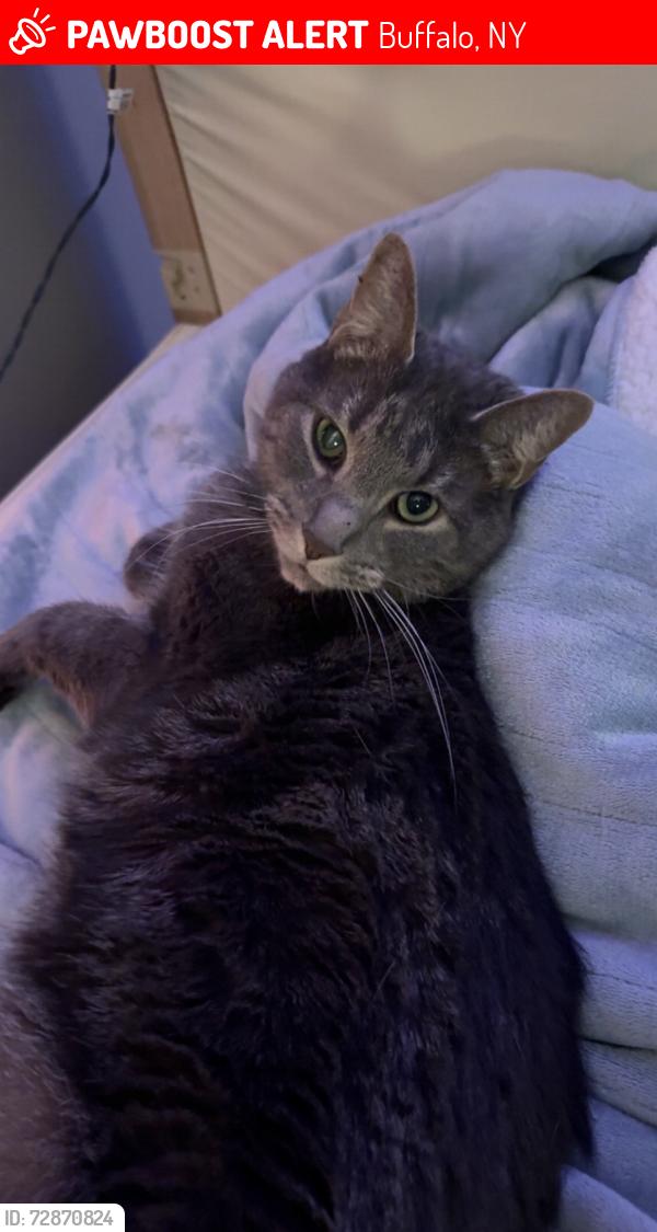 Lost Male Cat last seen North Bailey near Wegmans, Buffalo, NY 14226