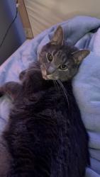 Lost Male Cat last seen North Bailey near Wegmans, Buffalo, NY 14226