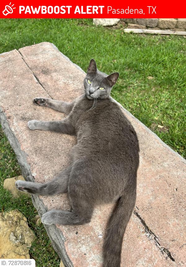Lost Female Cat last seen Pauline and Lafferty st, Pasadena, TX 77502