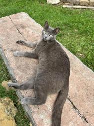 Lost Female Cat last seen Pauline and Lafferty st, Pasadena, TX 77502