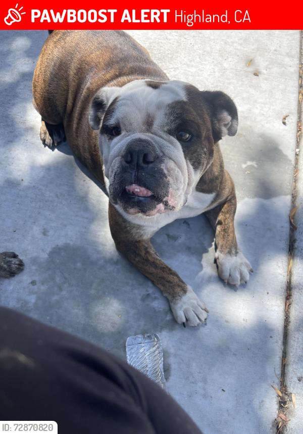 Lost Female Dog last seen Pacific st and palm, Highland, CA 92346