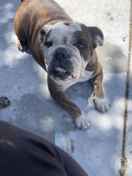 Lost Female Dog last seen Pacific st and palm, Highland, CA 92346
