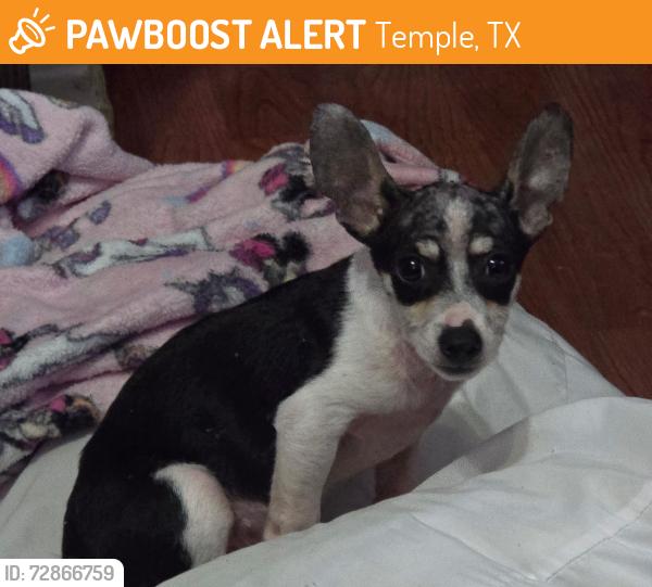 Found/Stray Female Dog last seen South 37th st temple tx, Temple, TX 76504