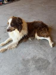 Found/Stray Male Dog last seen CR 2641 /FM 1500 Shallowater , Shallowater, TX 79363