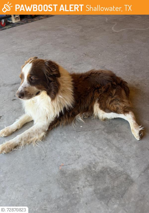 Found/Stray Male Dog last seen CR 2641 /FM 1500 Shallowater , Shallowater, TX 79363