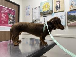 Lost Female Dog last seen Aqueduct, Chino Hills, CA 91709