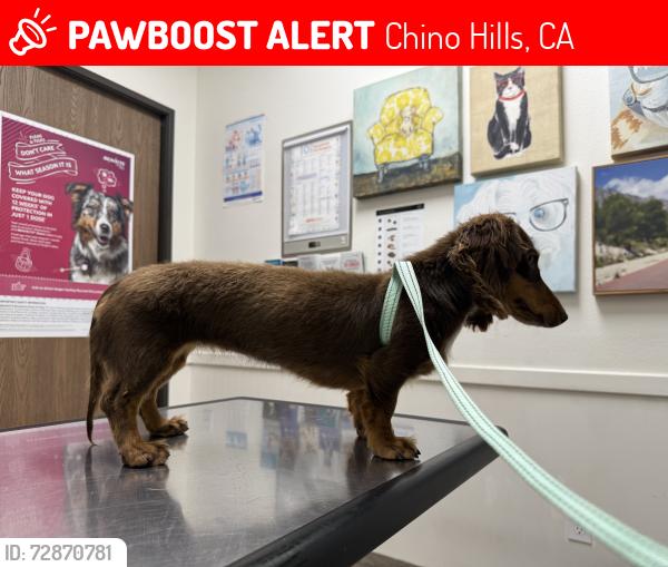 Lost Female Dog last seen Aqueduct, Chino Hills, CA 91709