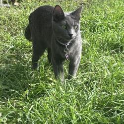 Lost Female Cat last seen W. Doucet & Mantalcino Drive, Round Rock, TX 78665