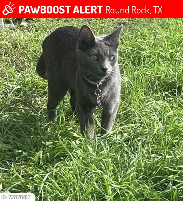 Lost Female Cat last seen W. Doucet & Mantalcino Drive, Round Rock, TX 78665