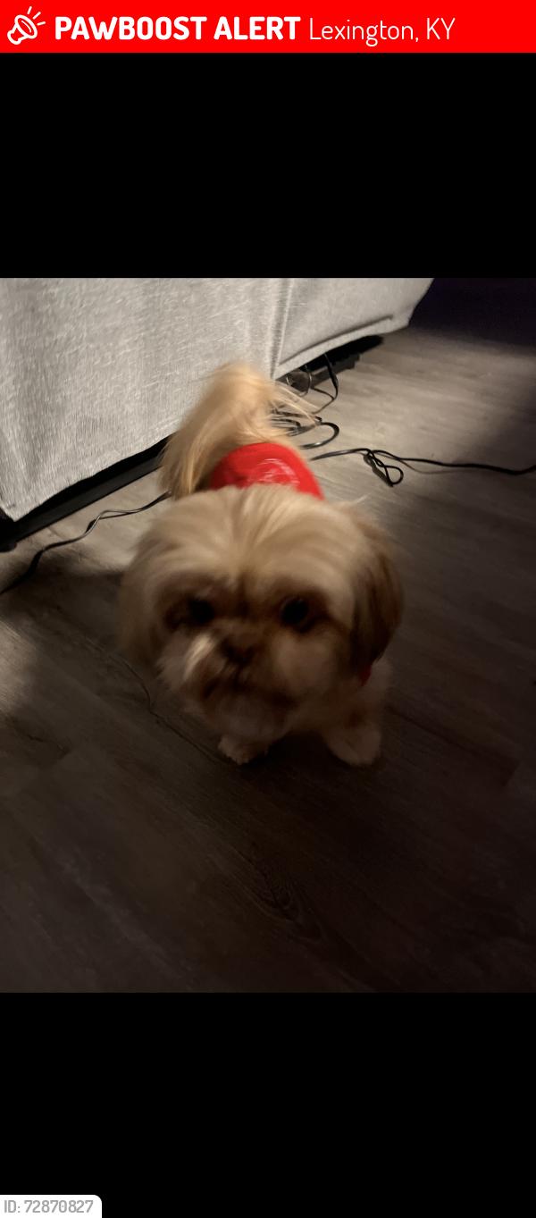 Lost Female Dog last seen Fort Harrods and Man of war. (Burns court), Lexington, KY 40513
