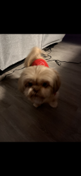 Lost Female Dog last seen Fort Harrods and Man of war. (Burns court), Lexington, KY 40513