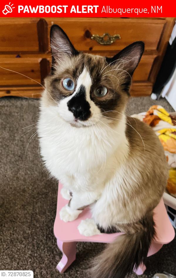 Lost Male Cat last seen Girard and gibson, Albuquerque, NM 87106