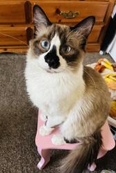 Lost Male Cat last seen Girard and gibson, Albuquerque, NM 87106