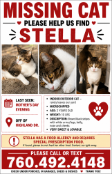 Lost Female Cat last seen Highland Drive Del Mar 92014, Del Mar, CA 92014