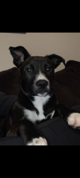 Lost Male Dog last seen E Omaha st by McDonald's , Broken Arrow, OK 74012