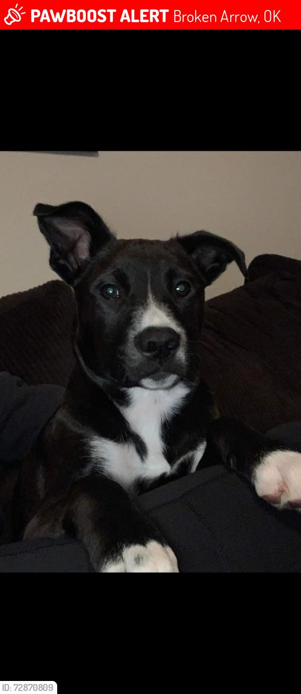 Lost Male Dog last seen E Omaha st by McDonald's , Broken Arrow, OK 74012