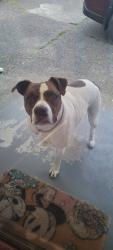 Lost Male Dog last seen 51st and D street Tacoma , Tacoma, WA 98408